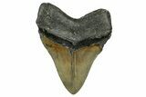 Serrated, Fossil Megalodon Tooth - North Carolina #331083-2